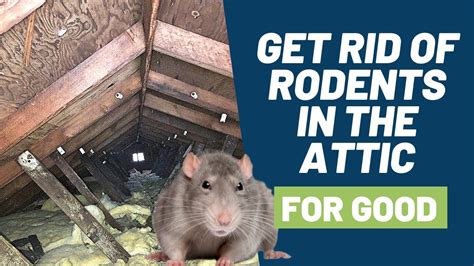 The Power of Intention in Rodent Repellent Spells